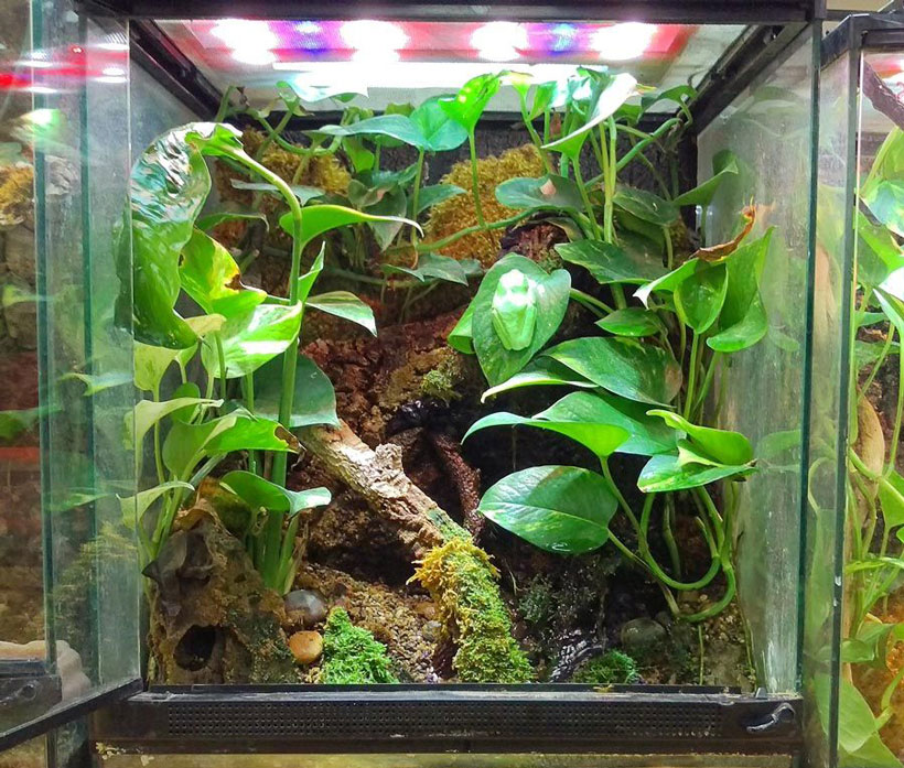 Setting up a suitable habitat for red-eyed tree frog