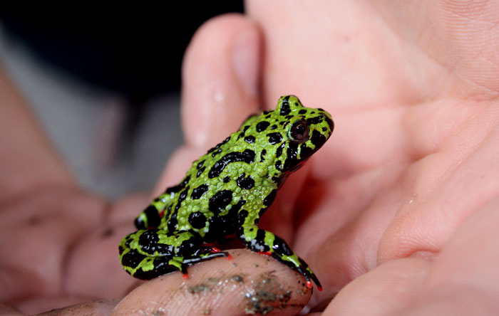 Setting up fire-bellied frog housing