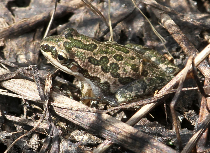 Species of Spotted Chorus Frogs Found In North America