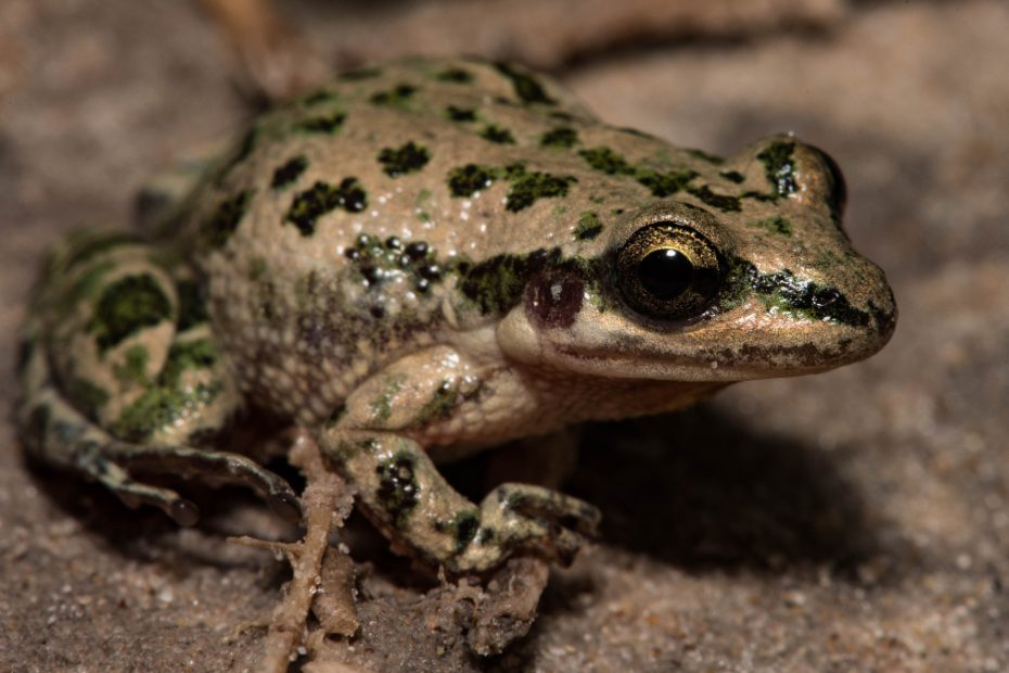 Spotted Chorus Frog