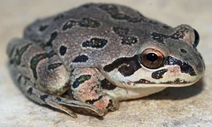 Spotted Chorus Frog Physical Characteristics