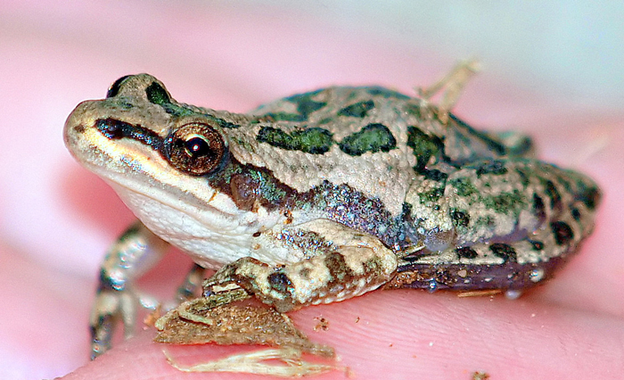 Spotted Chorus Frog Taxonomy