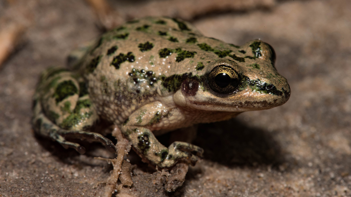Spotted Chorus Frog 101 Physical Characteristics, Habitat, Behavior
