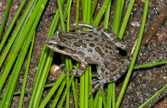 Spotted Chorus Frogs Conservation Status