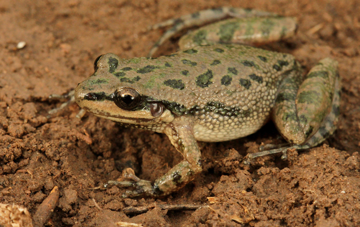 Spotted Chorus Frogs Diets