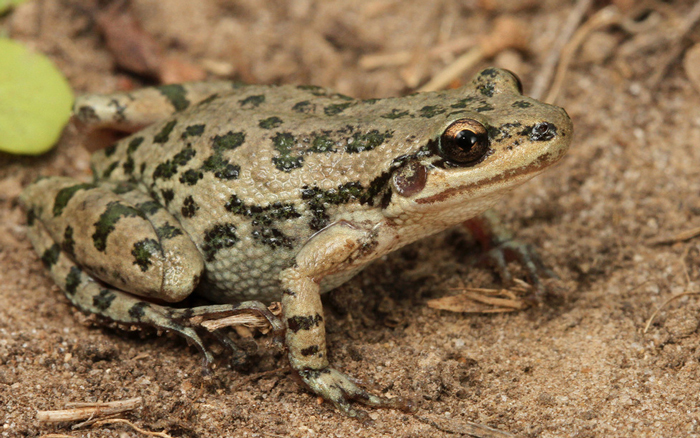 A spotted chorus frog in its natural habitat