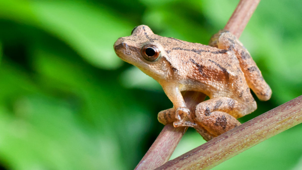 Spring Peeper 101 Physical Characteristics, Habitat, Behavior, and