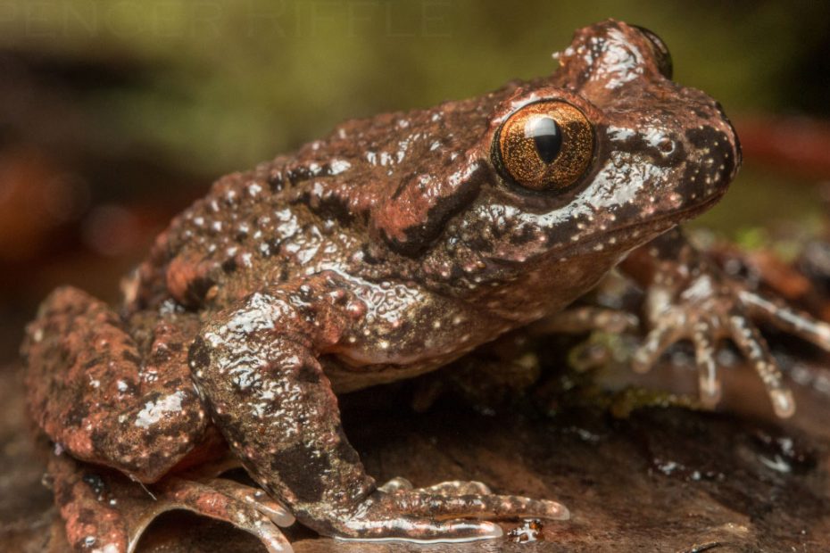 Tailed Frogs