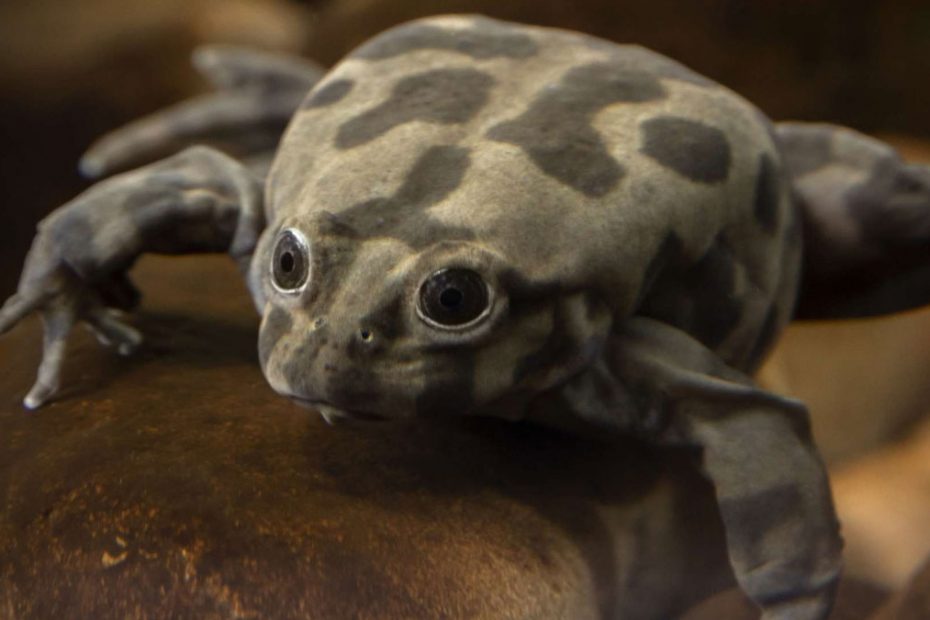 Titicaca Water Frog