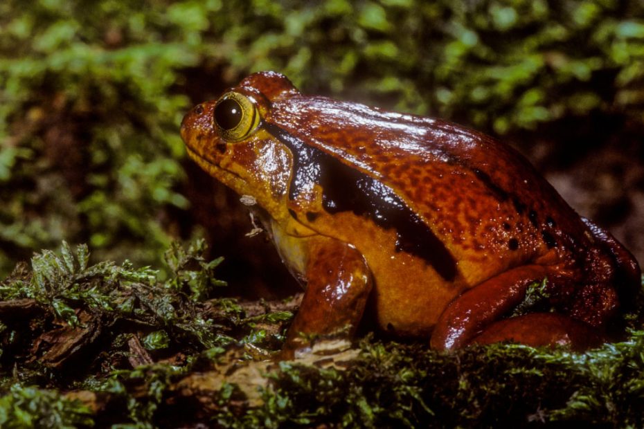 Tomato Frog