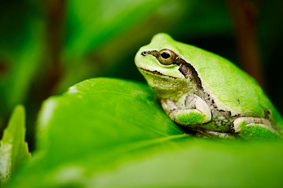 Tree Frogs