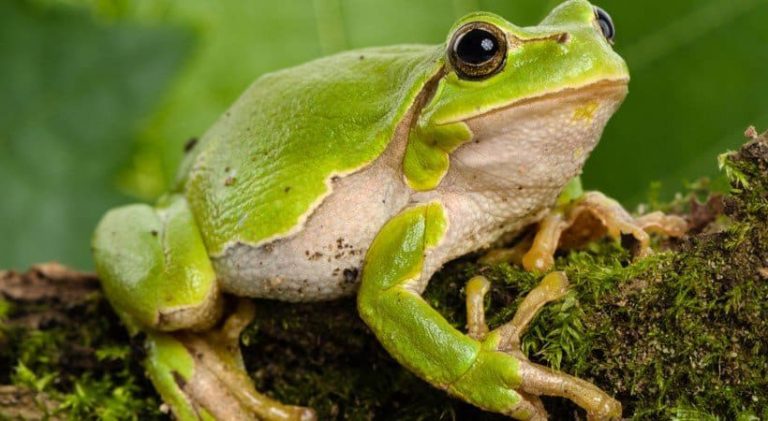 Tree Frogs 101: Care, Diet, Habitat, and Fun Facts