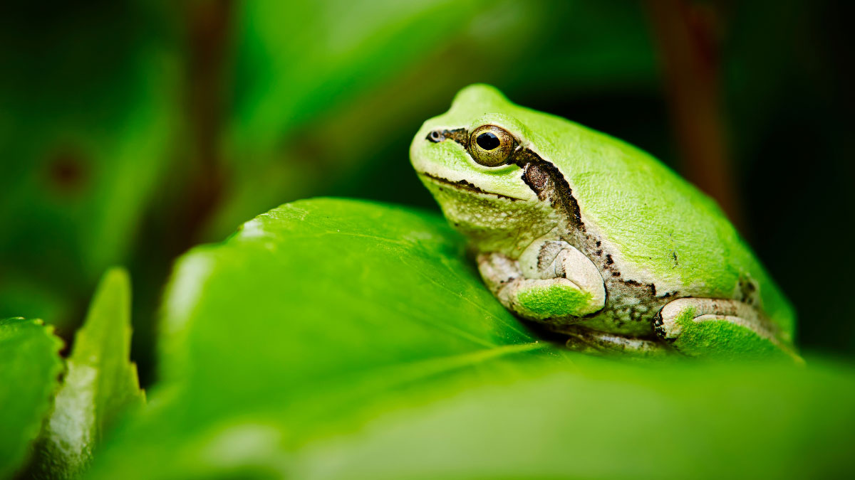 Tree Frogs 101: Care, Diet, Habitat, and Fun Facts