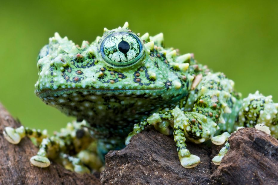 Vietnamese Mossy Frog