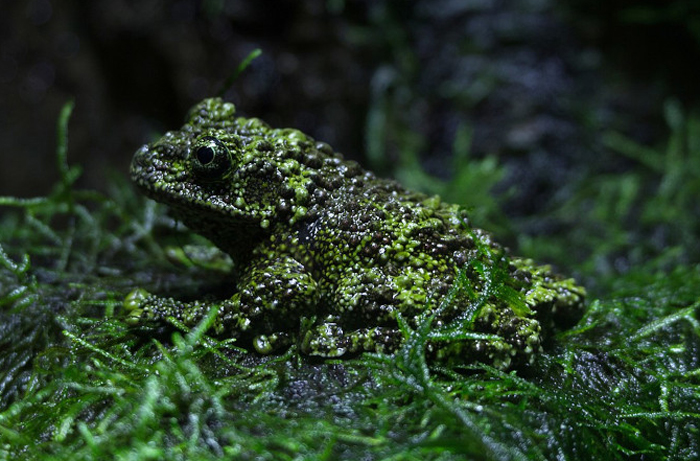 Vietnamese Mossy Frog 101: Physical Characteristics, Habitat, Behavior ...