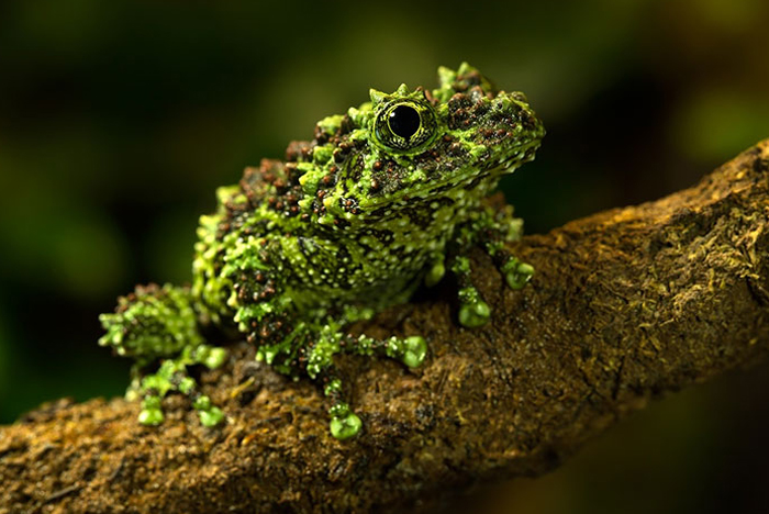 Vietnamese Mossy Frog 101: Physical Characteristics, Habitat, Behavior ...