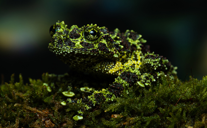 Vietnamese Mossy Frog 101: Physical Characteristics, Habitat, Behavior ...