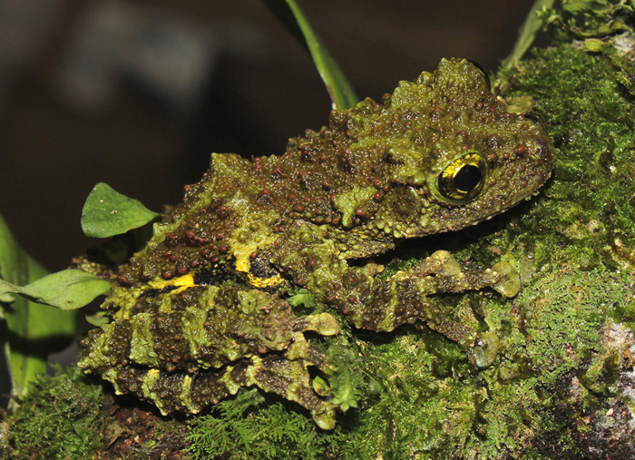 Vietnamese Mossy Frog 101: Physical Characteristics, Habitat, Behavior ...