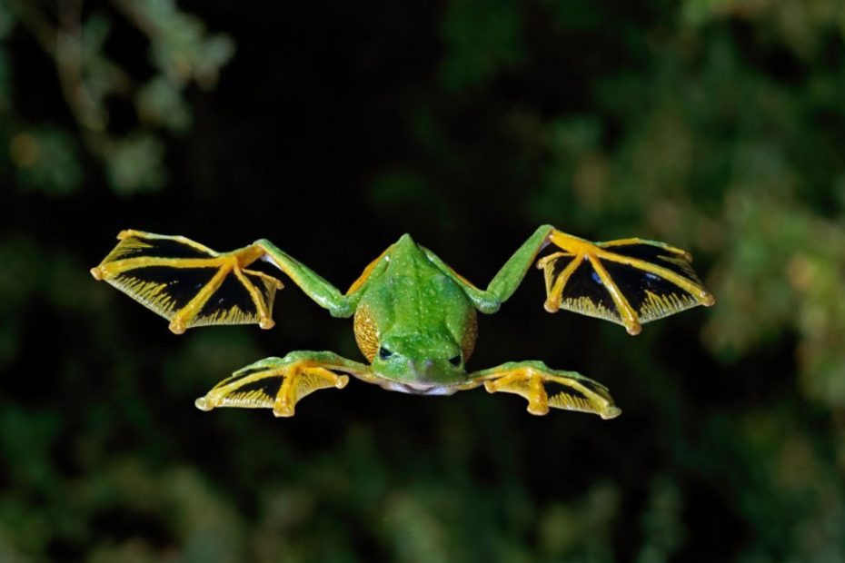 Wallace's Flying Frog