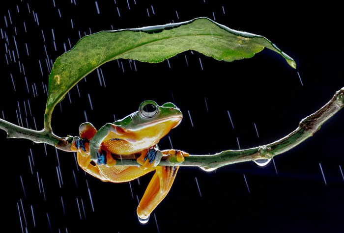 Wallace's Flying Frog Adaptations for flight