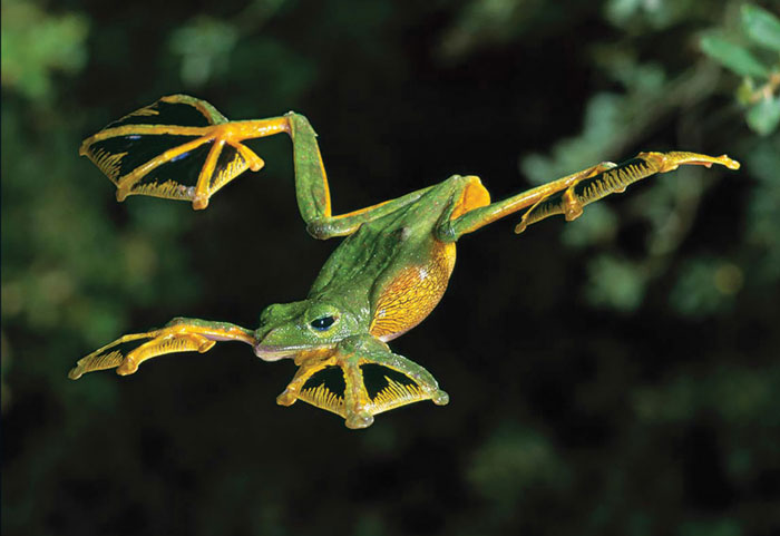 Wallace's Flying Frog Habitat and Behavior