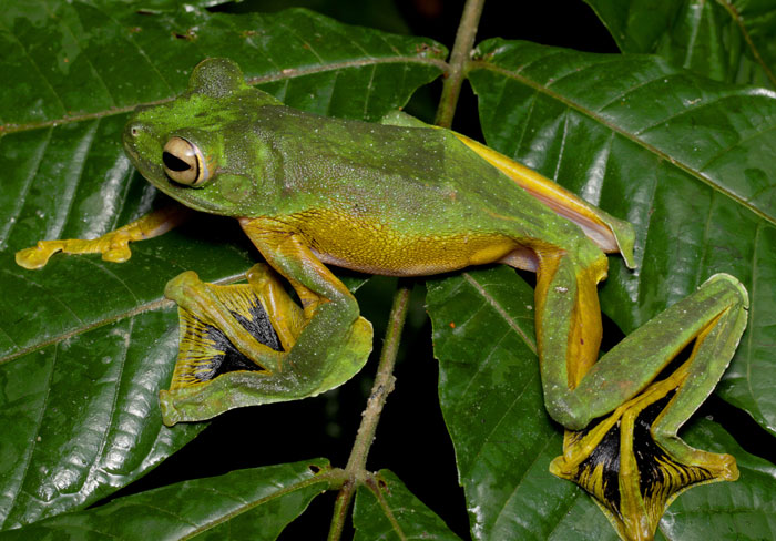 Wallace's Flying Frog Physiological adaptations