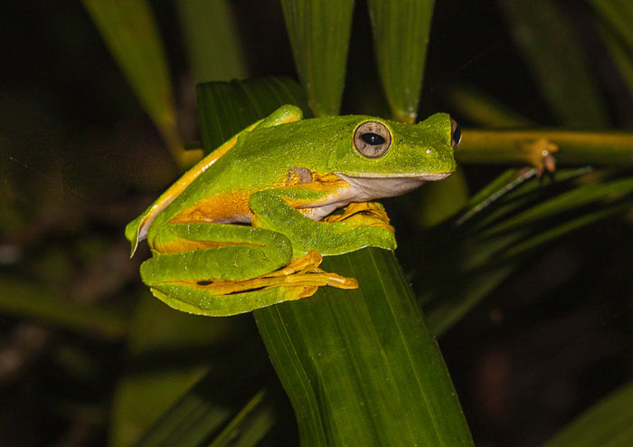 Wallace's Flying Frog Unique Adaptations