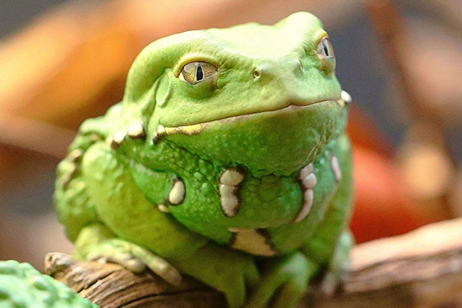 Waxy Monkey Tree Frog