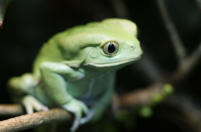 Waxy Monkey Tree Frog Conservation Status