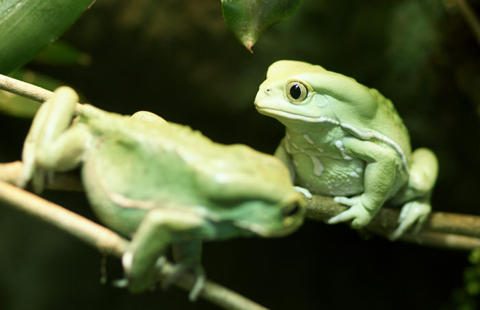 Waxy Monkey Tree Frog Diet and predators