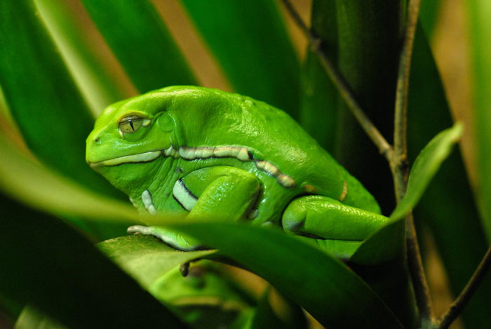 Waxy Monkey Tree Frog Habitat and Behavior