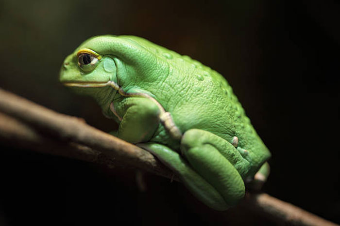 Waxy Monkey Tree Frog Interesting Facts