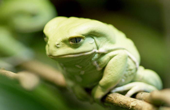 Waxy Monkey Tree Frog Mating and breeding behavior