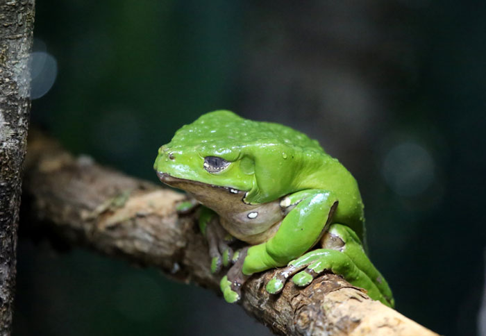 Waxy Monkey Tree Frog Unique physical characteristics