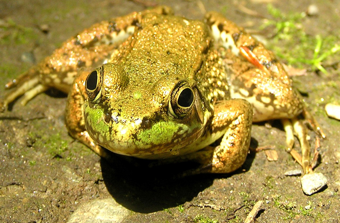 What adaptations do frogs have for grasping