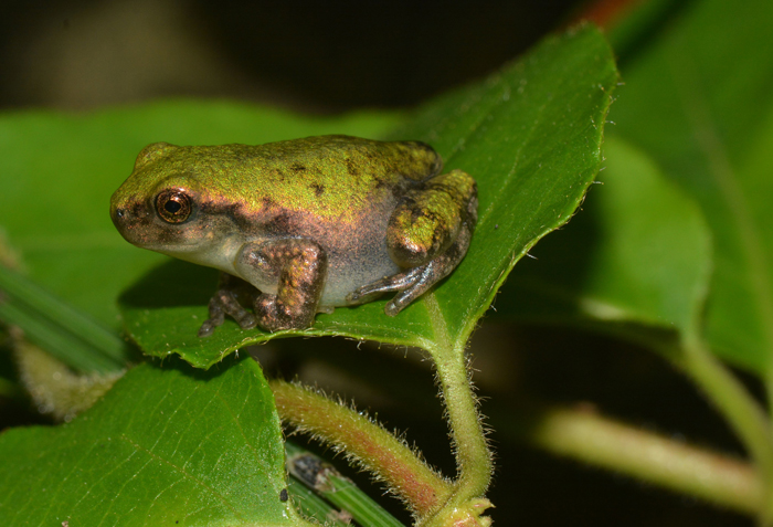 What are alternative foods to rolly pollies for frogs