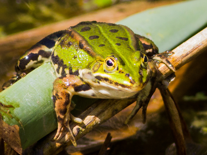 What are the benefits of opposable thumbs in frogs