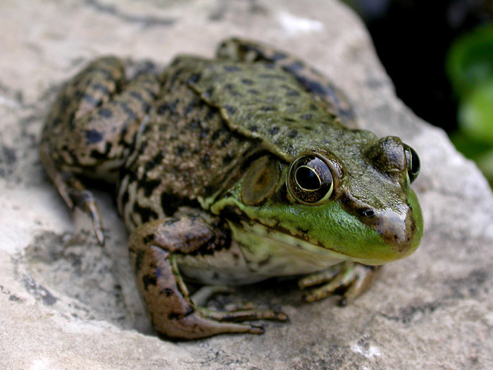 Does a Frog Have a Neck? Exploring Their Anatomy