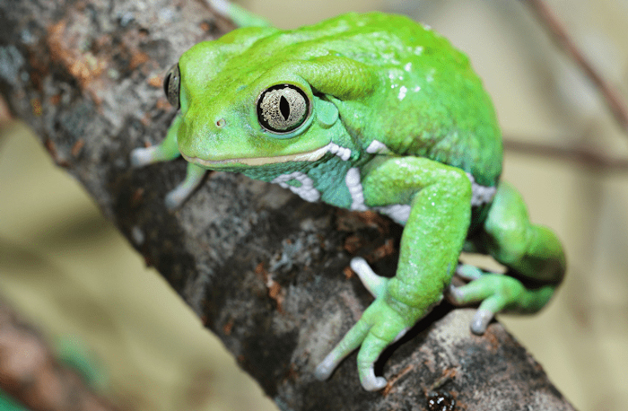 Why don’t some frog species have opposable thumbs