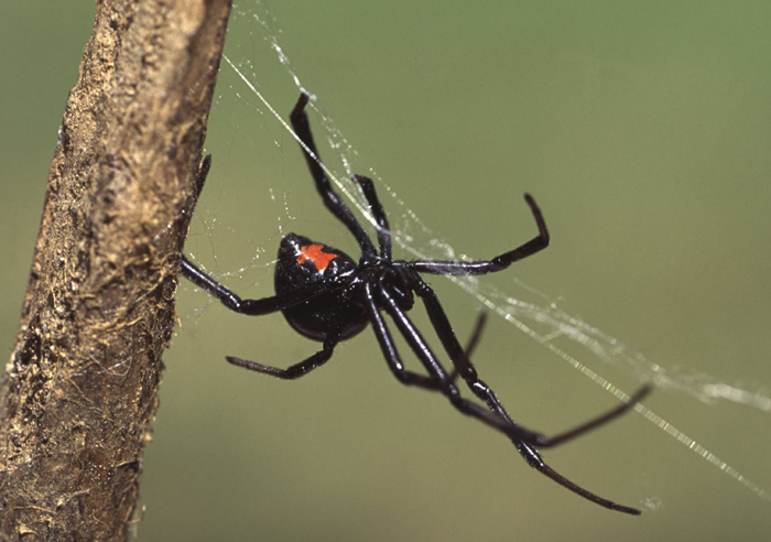 black widow spiders