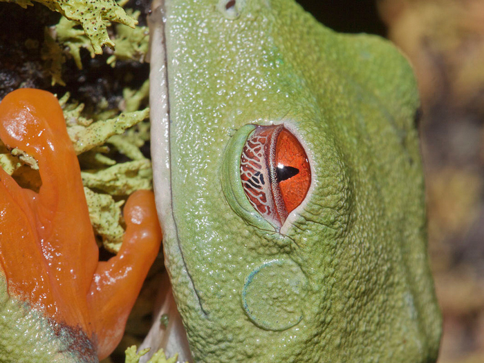 A frog with closed eyelids resting on a leaf