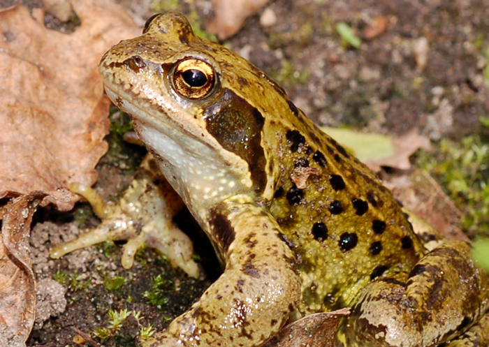 Does a Frog Have a Neck? Exploring Their Anatomy