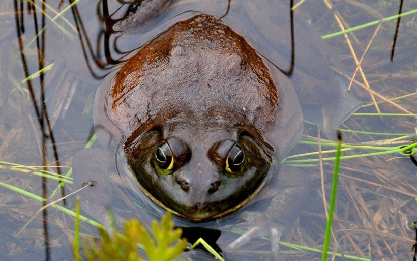 Goliath Frog Physical Characteristics