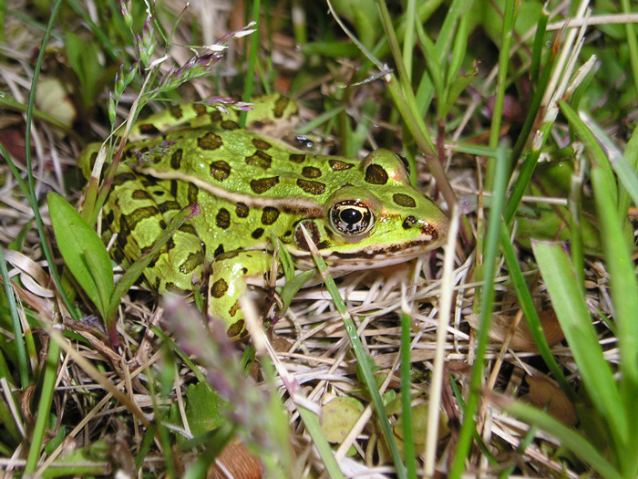 Arboreal vs terrestrial frogs