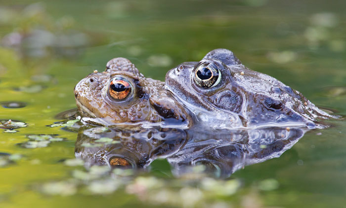 Are frogs hermaphrodites