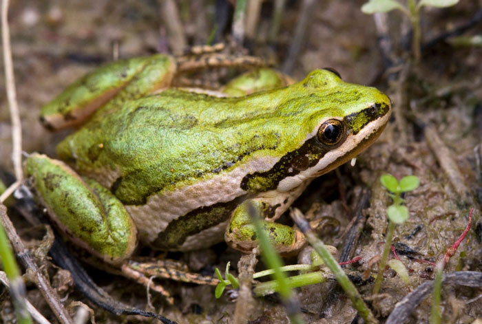 Boreal Chorus Frog 101: Physical Characteristics, Habitat, Behavior ...