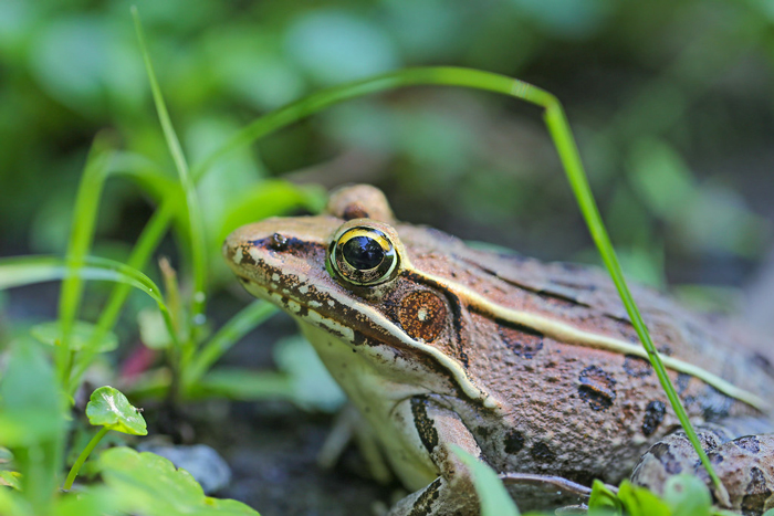 Big vs small frogs jumping capabilities