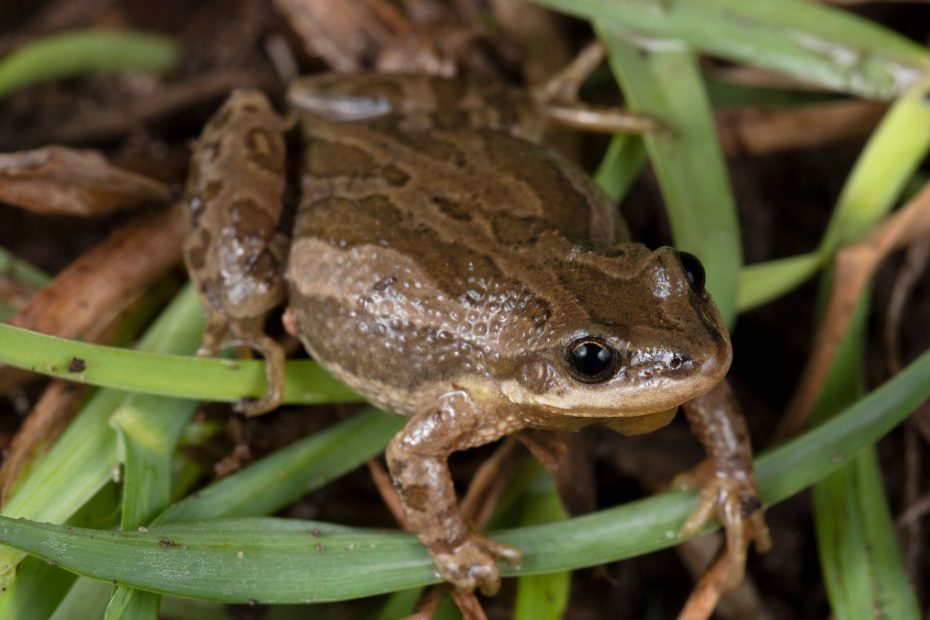 Boreal Chorus Frog