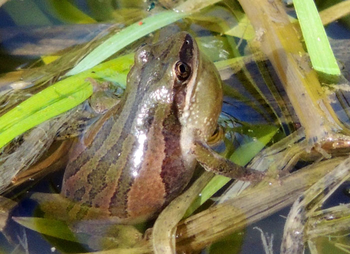 Boreal Chorus Frog 101: Physical Characteristics, Habitat, Behavior ...