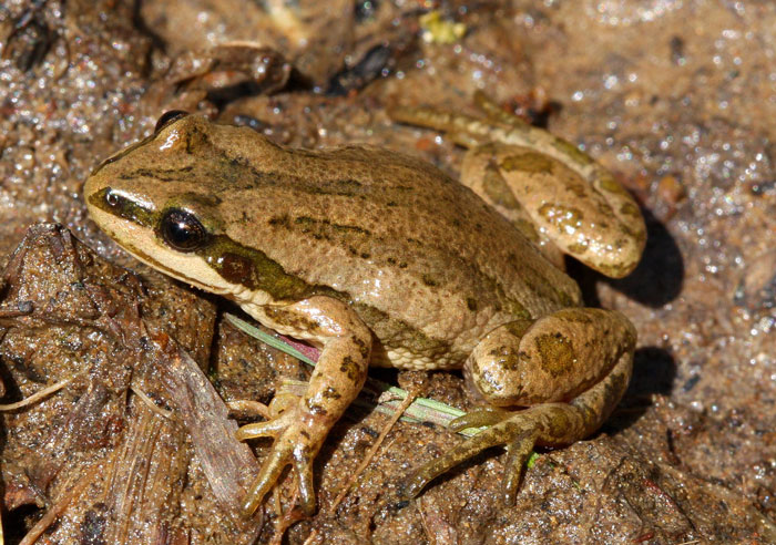 Boreal Chorus Frog 101: Physical Characteristics, Habitat, Behavior ...